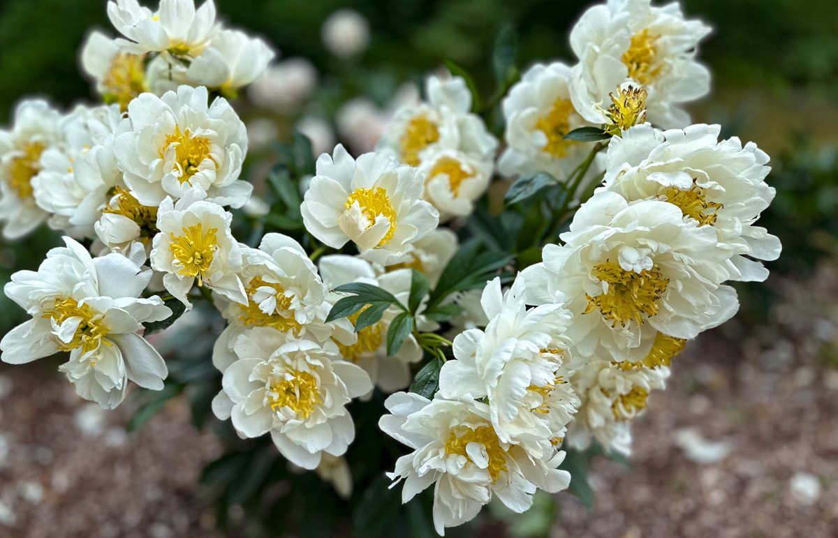 A close-up image of blooming white flowers