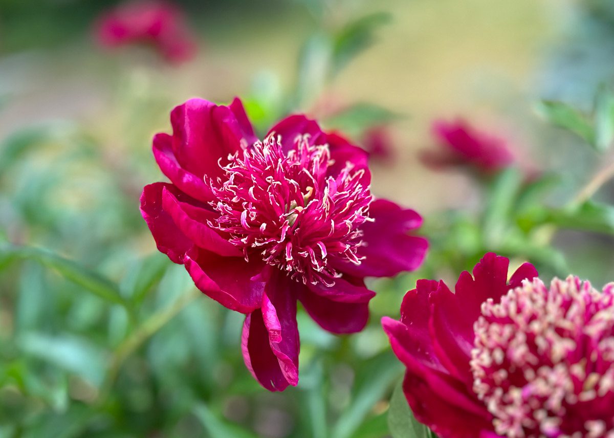 A close-up image of pink flowers