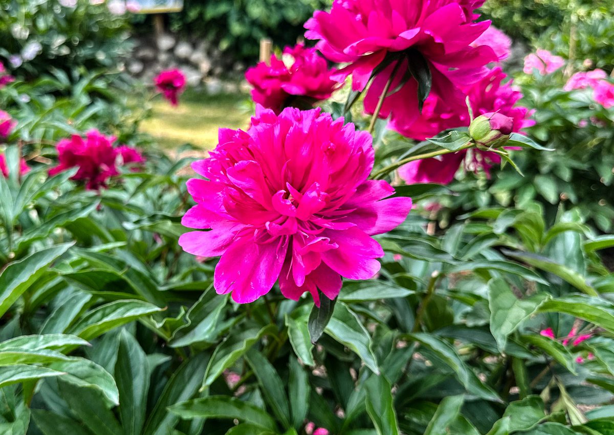Blooming, bright pink flowers