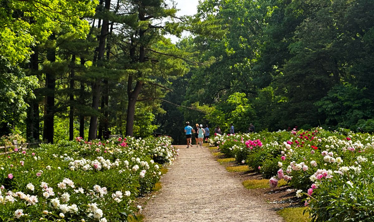 People running amongst bright flowers on both sides of the walkway